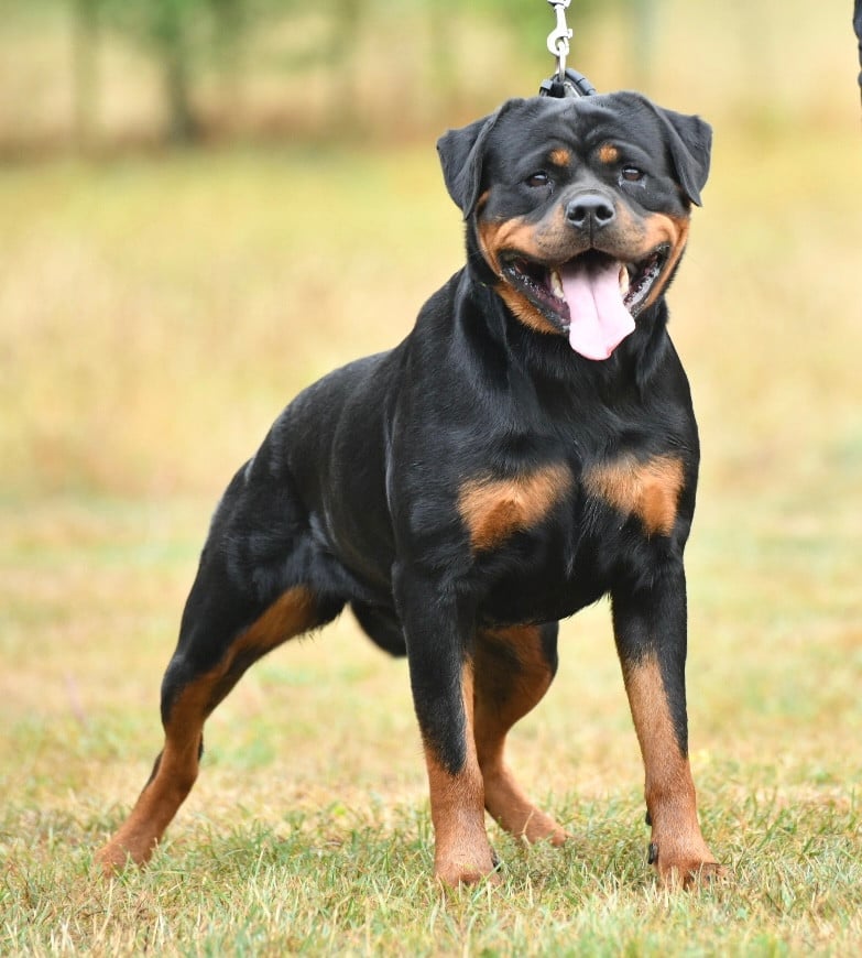 Publication : Sur La Voie De La Reconnaissance Auteur : C;MONTARON