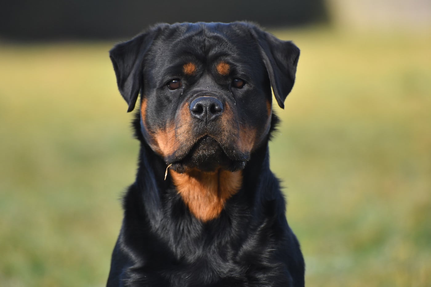 Publication : Sur La Voie De La Reconnaissance Auteur : C;MONTARON