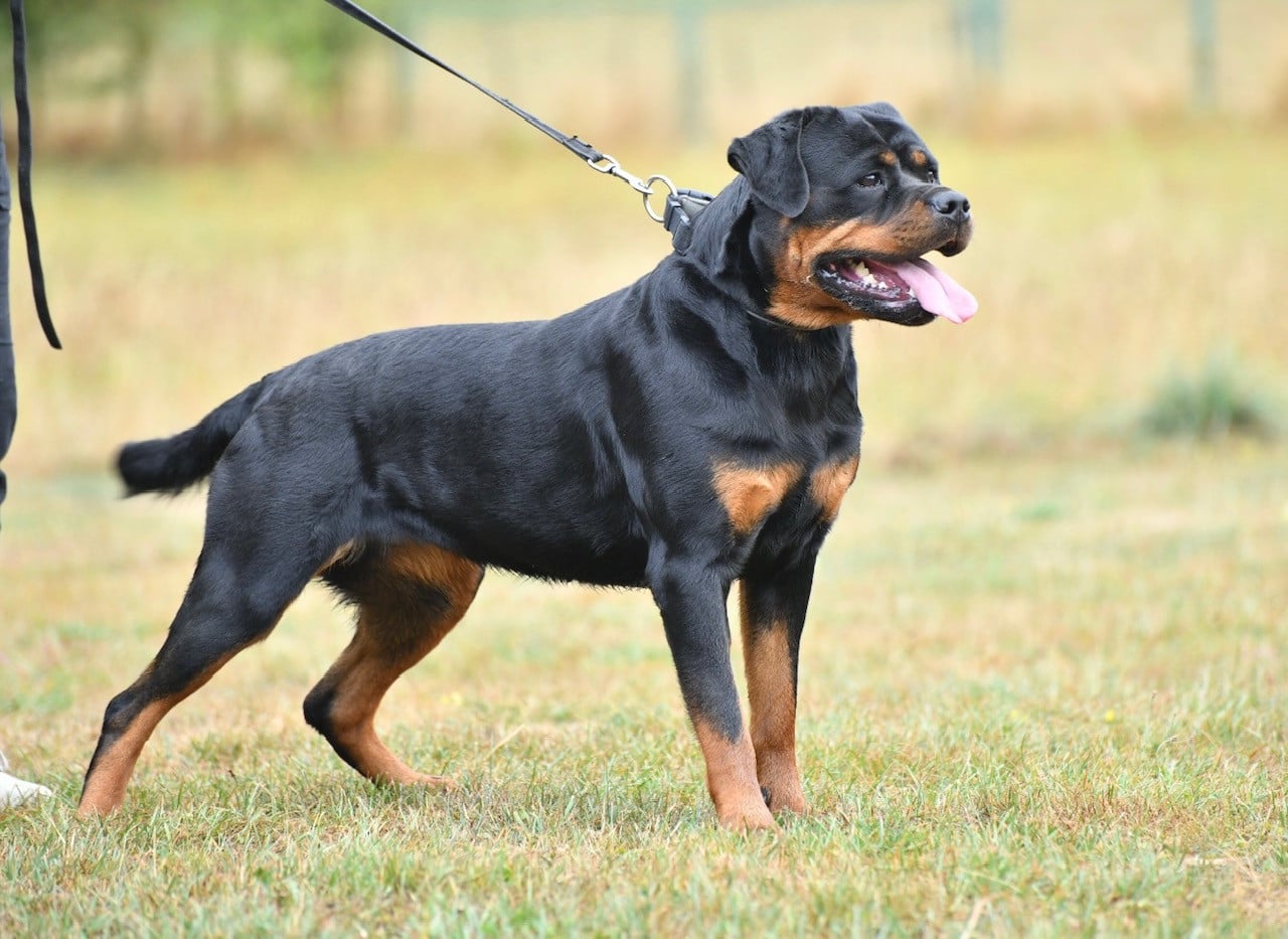 Publication : Sur La Voie De La Reconnaissance Auteur : C;MONTARON