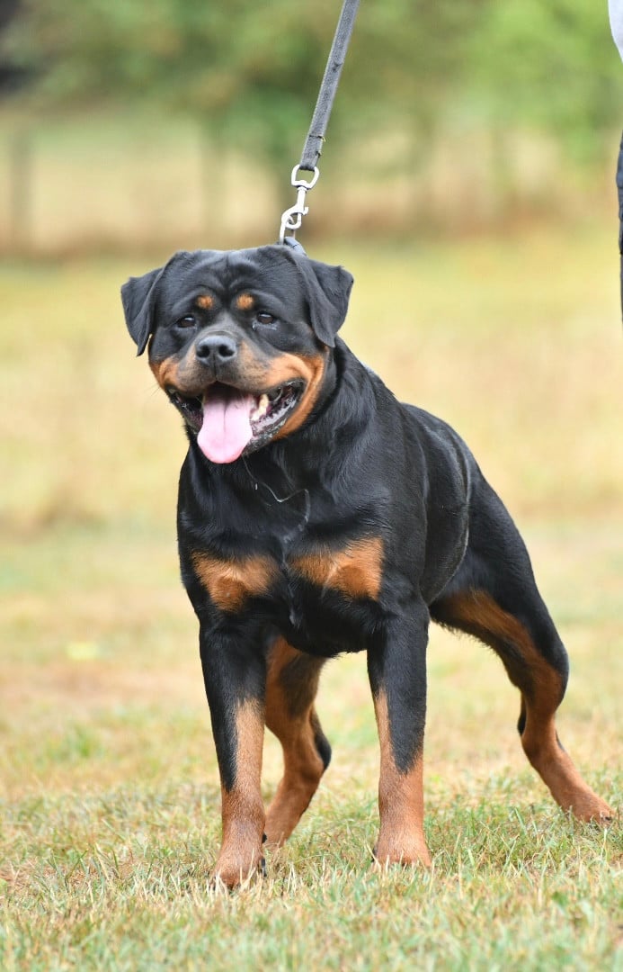 Publication : Sur La Voie De La Reconnaissance Auteur : C;MONTARON