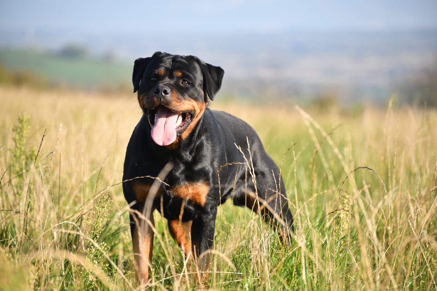 Publication : Sur La Voie De La Reconnaissance Auteur : C;MONTARON