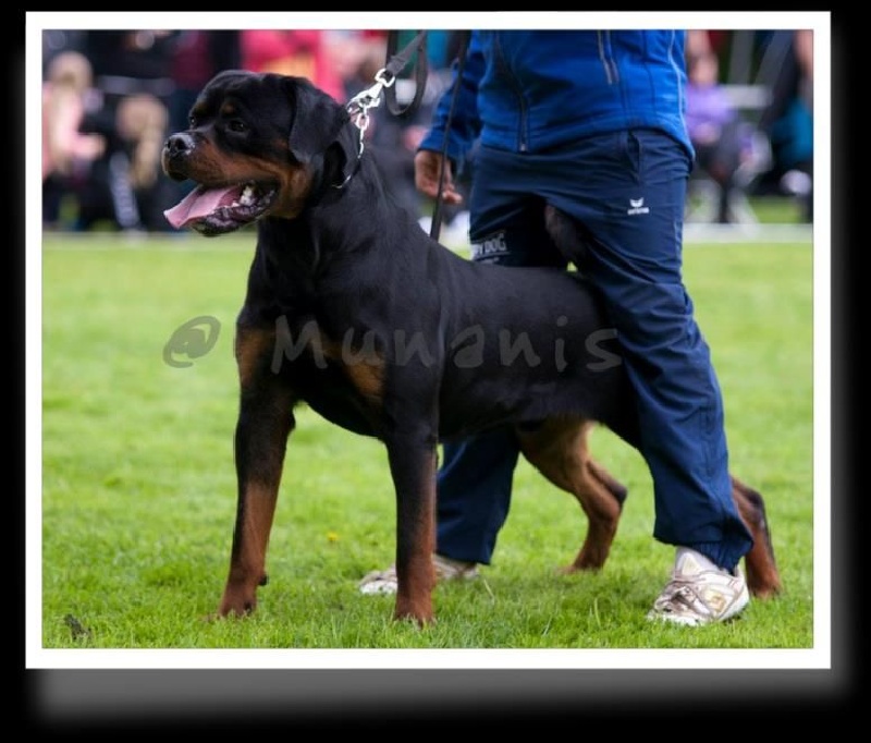 Publication : des princes d'aragone Auteur : munanis