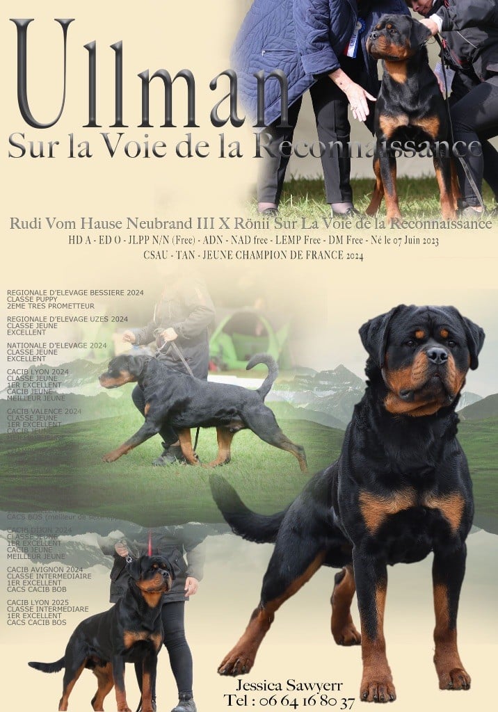 Ullman Sur La Voie De La Reconnaissance