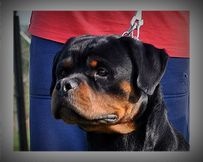 Publication : des princes d'aragone Auteur : munanis