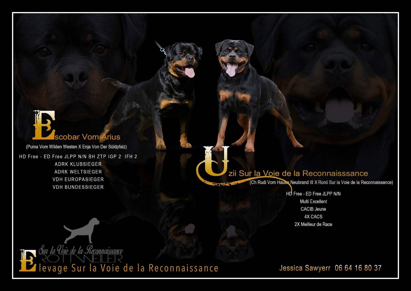 Rottweiler - Sur La Voie De La Reconnaissance
