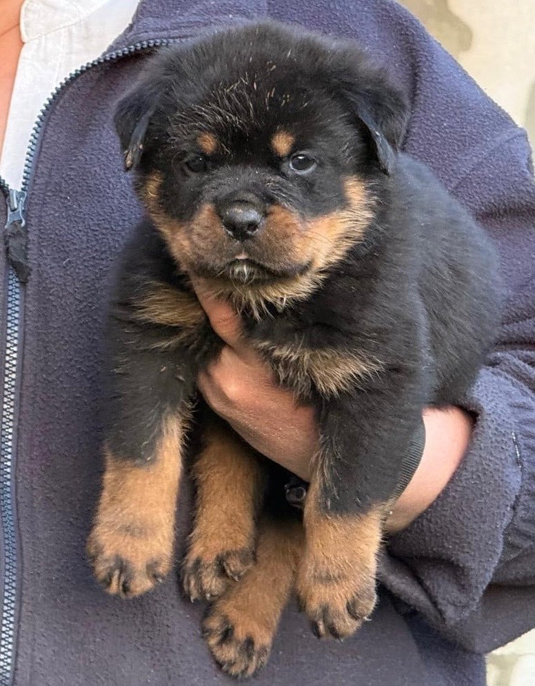 Rottweiler - Sur La Voie De La Reconnaissance