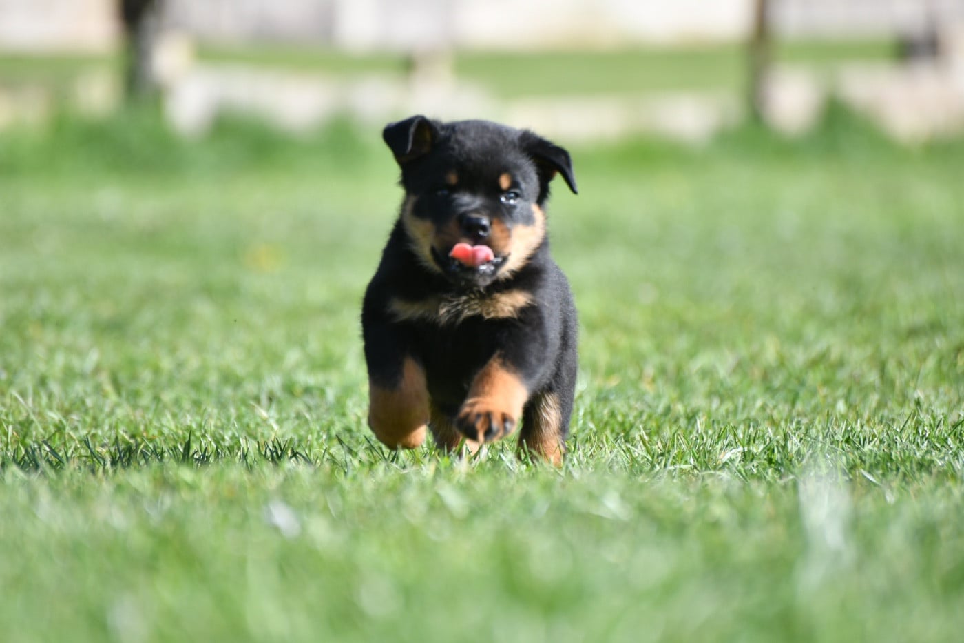 CHIOT 3 - Rottweiler