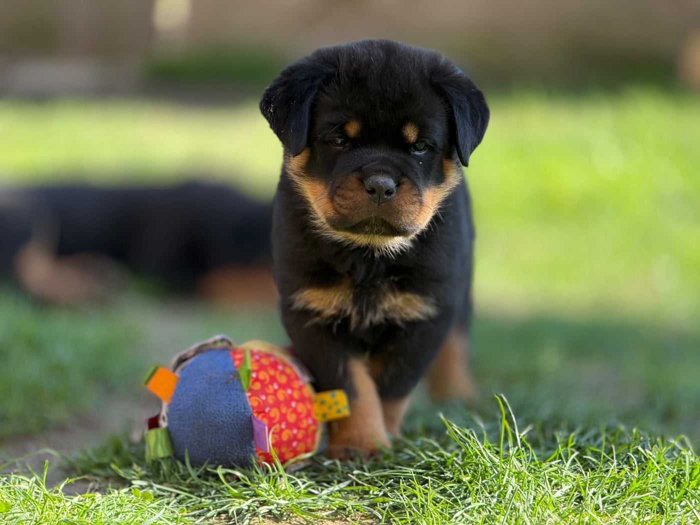 Rottweiler - Sur La Voie De La Reconnaissance