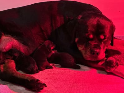 Les chiots de Rottweiler