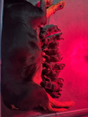 Les chiots de Rottweiler