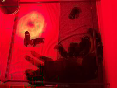 Les chiots de Rottweiler