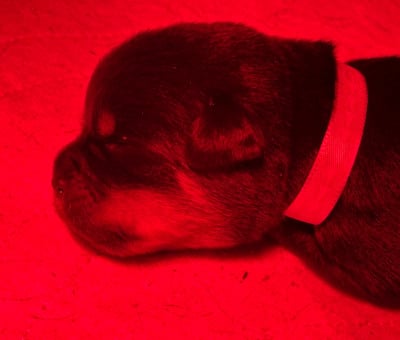 Les chiots de Rottweiler