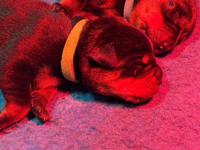 Les chiots de Rottweiler