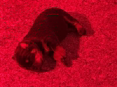 Les chiots de Rottweiler