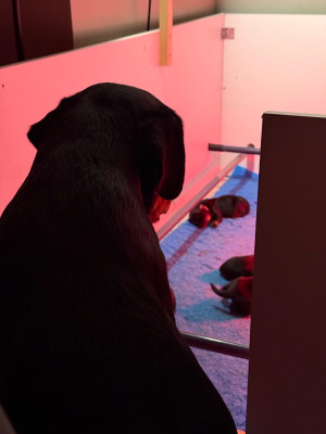 Les chiots de Rottweiler