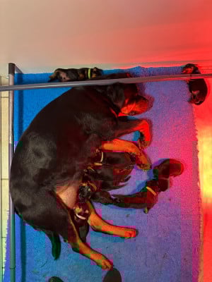 Les chiots de Rottweiler