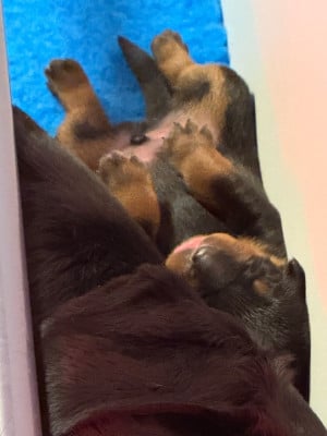 Les chiots de Rottweiler