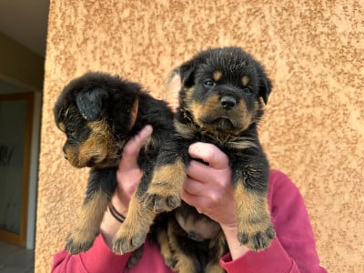 Les chiots de Rottweiler