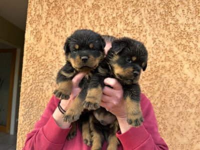 Les chiots de Rottweiler
