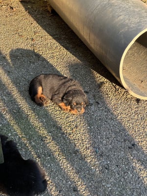 Les chiots de Rottweiler