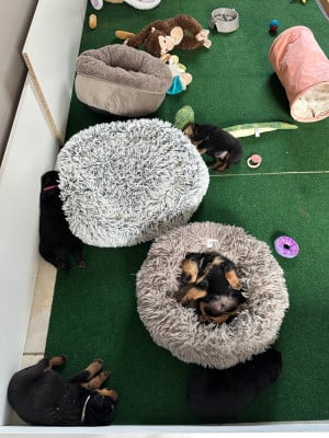Les chiots de Rottweiler