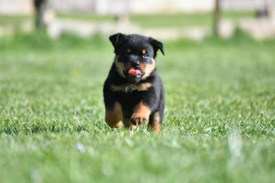 Les chiots de Rottweiler
