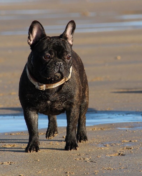 Publication : Des Boves De Vidocq