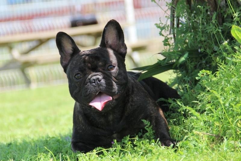 Publication : Des Boves De Vidocq