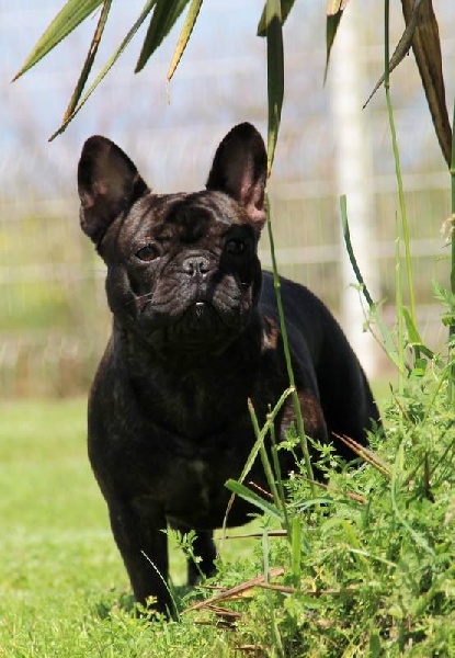 Publication : Des Boves De Vidocq