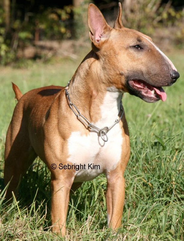 Chien De Chasse Top 10 Des Races Adaptées à La Chasse
