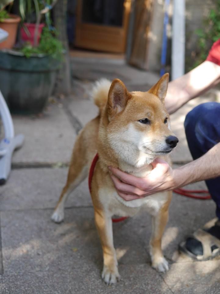 Publication : Des Roses De Charlemagne Auteur : amc