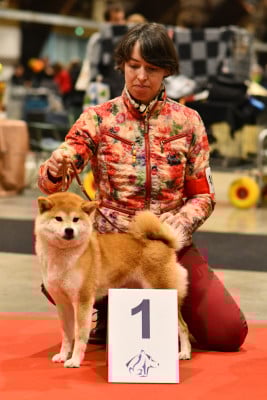 Des Roses De Charlemagne