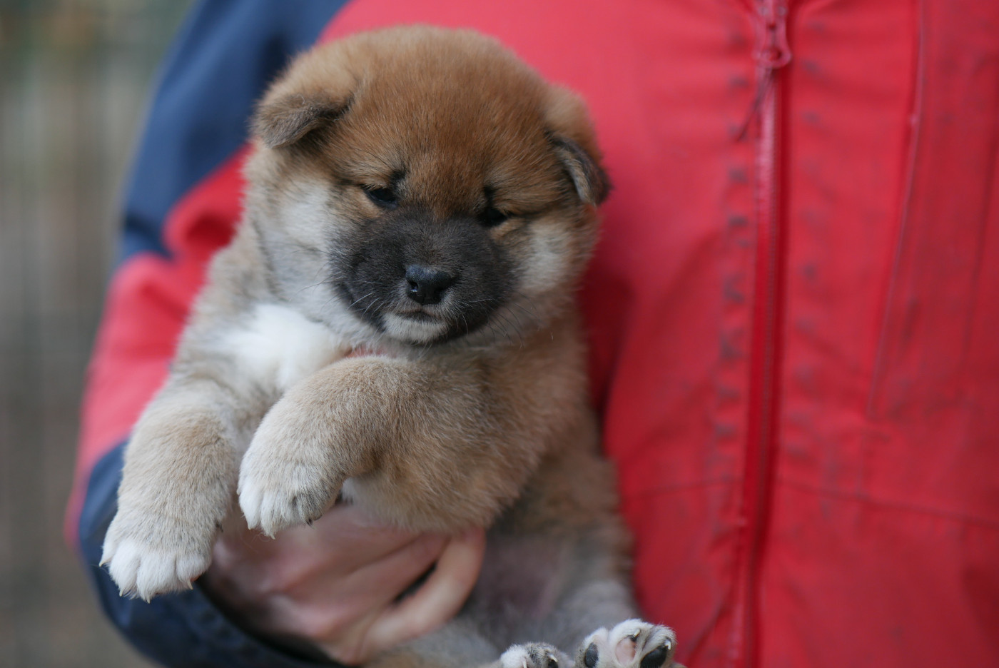CHIOT 1 - Shiba