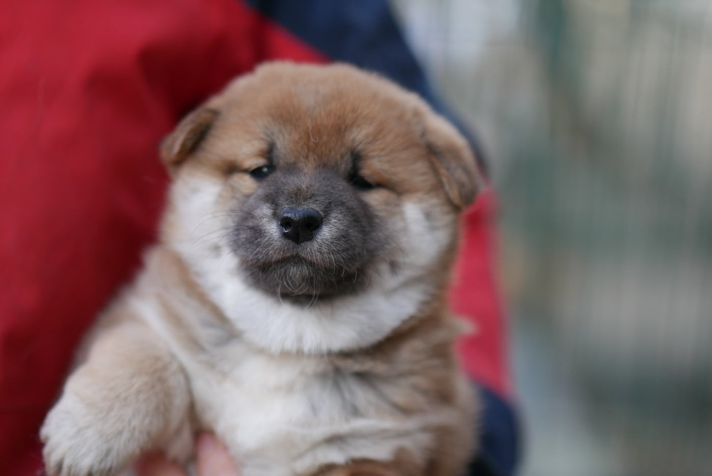 CHIOT 2 - Shiba