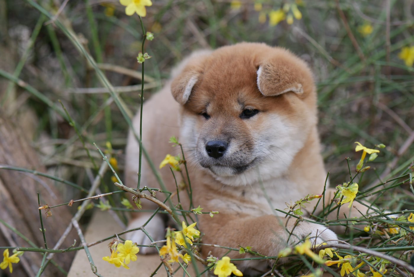 Chiot 1 - Shiba