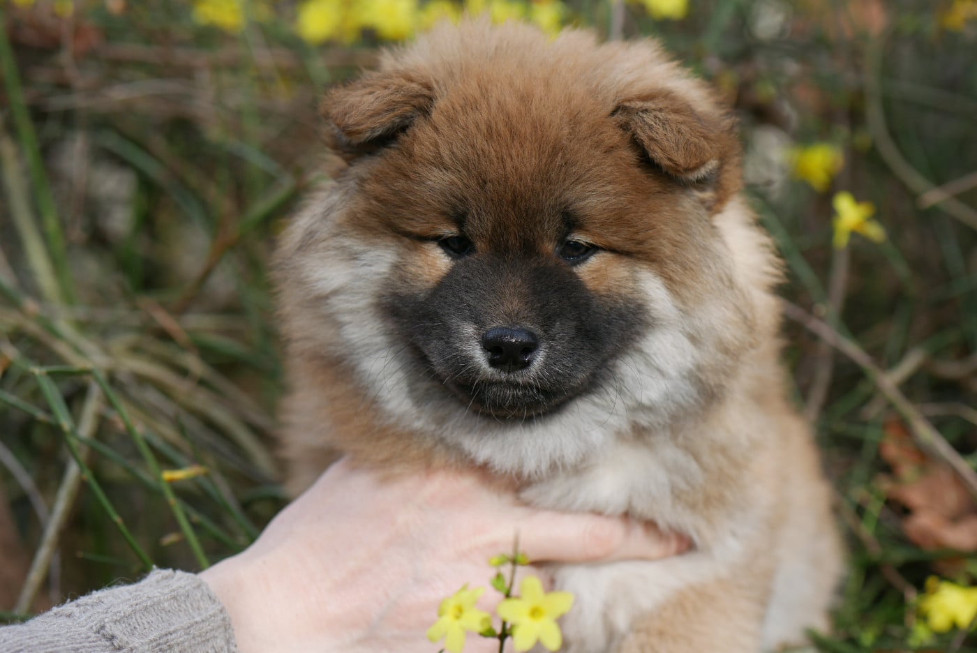 Chiot 3 - Shiba