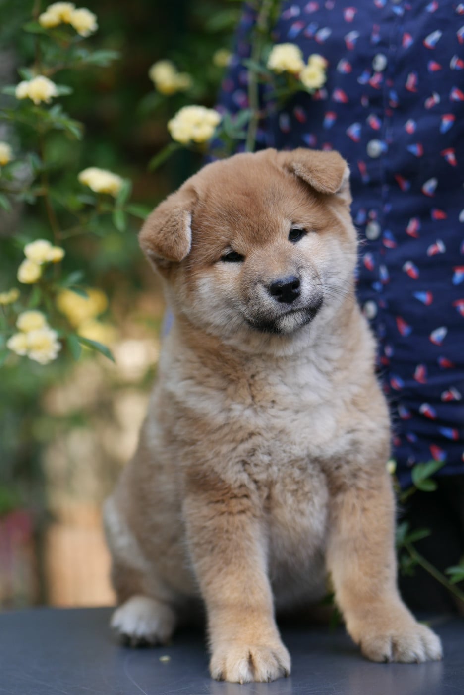 Chiot N°1 - Shiba