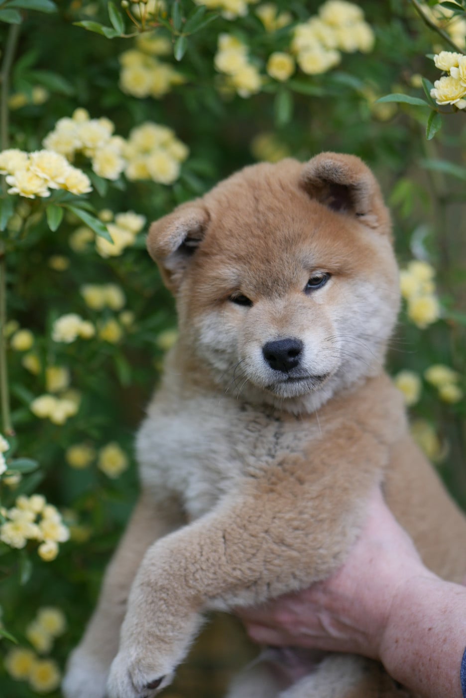 Chiot N°3 - Shiba