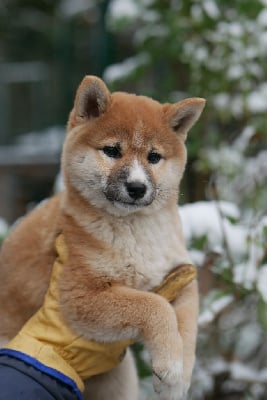 Les chiots de Shiba