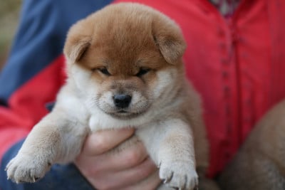 Les chiots de Shiba