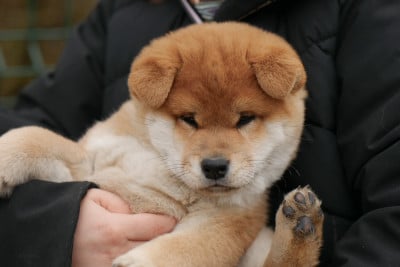 Les chiots de Shiba