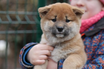 Les chiots de Shiba