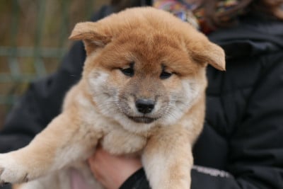 Les chiots de Shiba