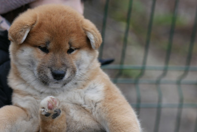 Les chiots de Shiba