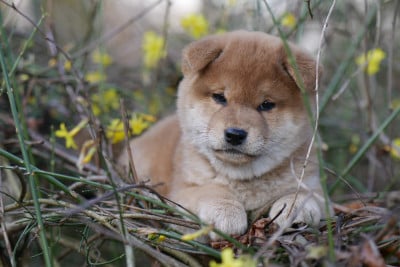 Les chiots de Shiba