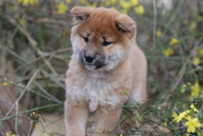 Les chiots de Shiba