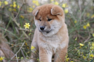 Les chiots de Shiba