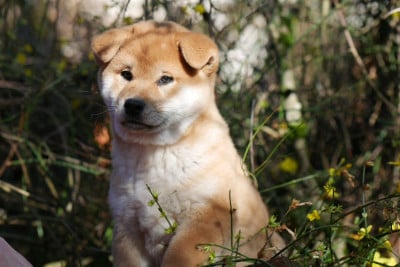 Les chiots de Shiba