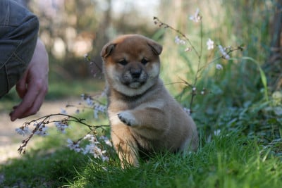Les chiots de Shiba
