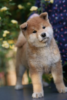 Chiot N°2 - Shiba